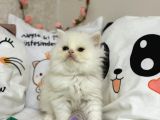 Safkan Longhair Yavrumuz Yeni Sahibini Arıyor