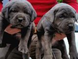 Cane Corso Yavrulari Mama Ve Malzeme Kampanyali