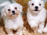Toptan Rakamlara Gerçek Maltese Teri̇er Yavrular