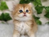 Sarı Kürklü Golden British Longhair