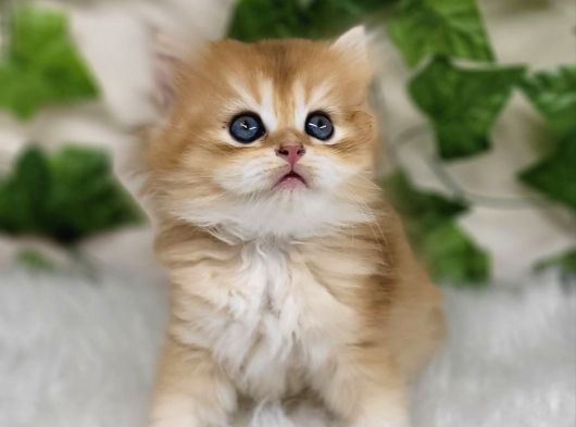 Sarı Kürklü Golden British Longhair