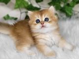 Sarı Kürklü Golden British Longhair