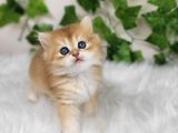 Sarı Kürklü Golden British Longhair