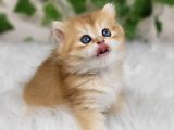 Sarı Kürklü Golden British Longhair
