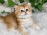 Sarı Kürklü Golden British Longhair