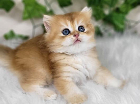 Sarı Kürklü Golden British Longhair görsel