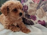 Toptan Rakamlara Gerçek Malti̇poo Yavrular