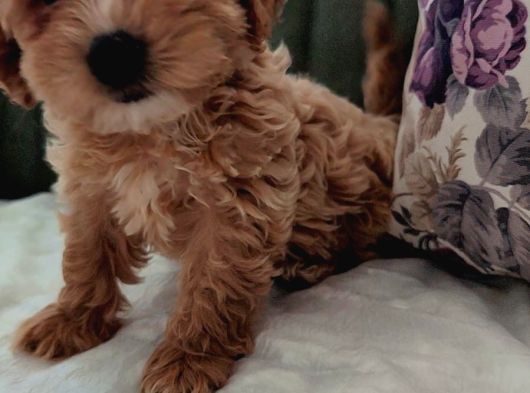 Toptan Rakamlara Gerçek Malti̇poo Yavrular görsel