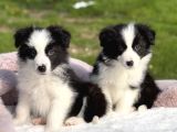 Siyah Beyaz Border Collie  Yavrular