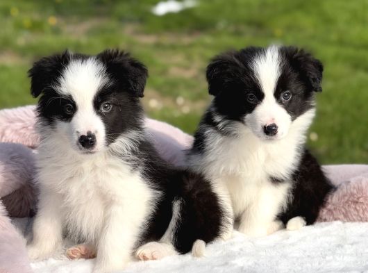 Siyah beyaz border collie  Yavrular