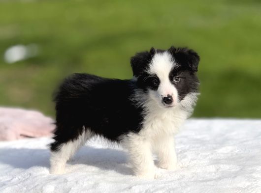 Siyah Beyaz Border Collie  Yavrular görsel