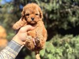 Micro Teacup Poodle Yavrumuz