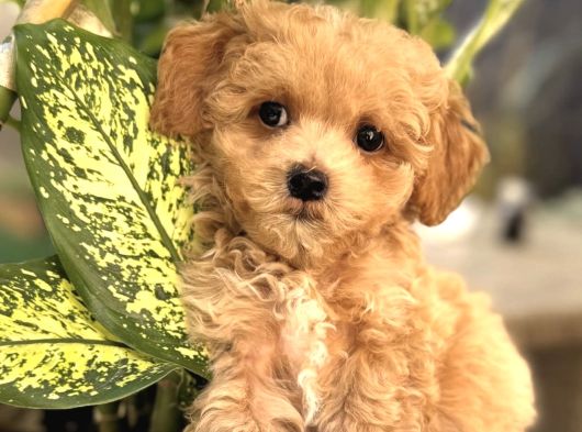 Şaşkin Malti̇poo Yavrular