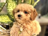 Şaşkin Malti̇poo Yavrular