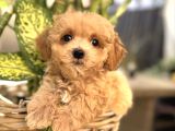 Şaşkin Malti̇poo Yavrular
