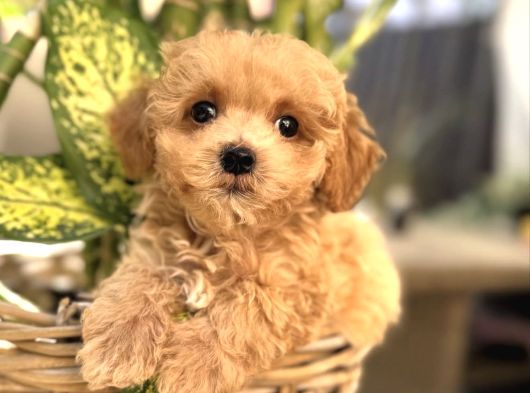 Şaşkin Malti̇poo Yavrular görsel