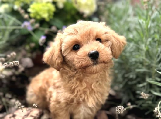Masum Tatli Malti̇poo Yavrular