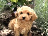 Masum Tatli Malti̇poo Yavrular