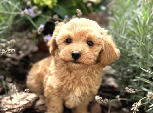 Masum Tatli Malti̇poo Yavrular görsel