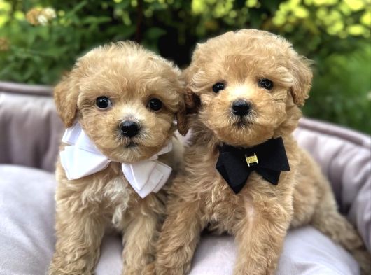 Teacup Malti̇poo Kardeşler