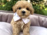 Teacup Malti̇poo Kardeşler