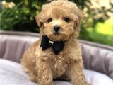 Teacup Malti̇poo Kardeşler