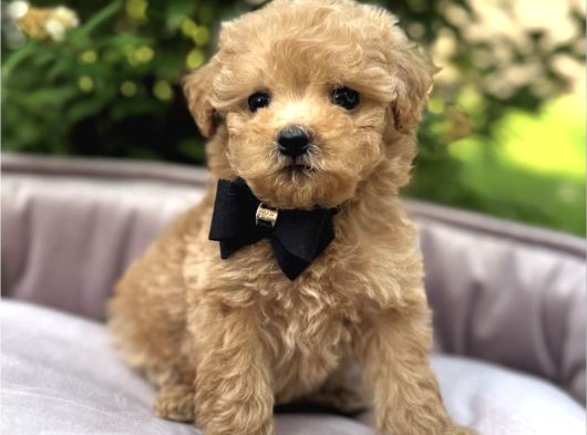 Teacup Malti̇poo Kardeşler görsel