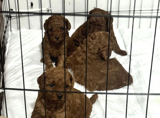 Kore Poodle görsel