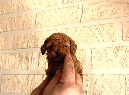 Poodle Yavrularimiz Hazir Her Renk Mevcut görsel