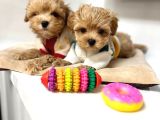 Malti̇poo Ci̇nsi̇ Yavrular Ev Üreti̇mi̇