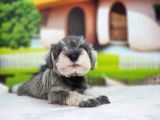 Irkının en özel yavruları minyatür schnauzer
