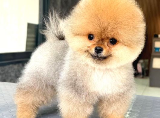 Ayıcık Yavrular Boo görsel