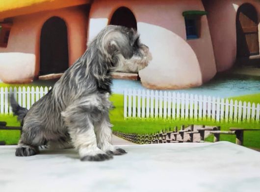 Irkının En Özel Yavruları Minyatür Schnauzer görsel