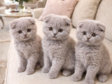 Türkiyenin En Güzel Ayı Surat Scottish Fold Bebeği