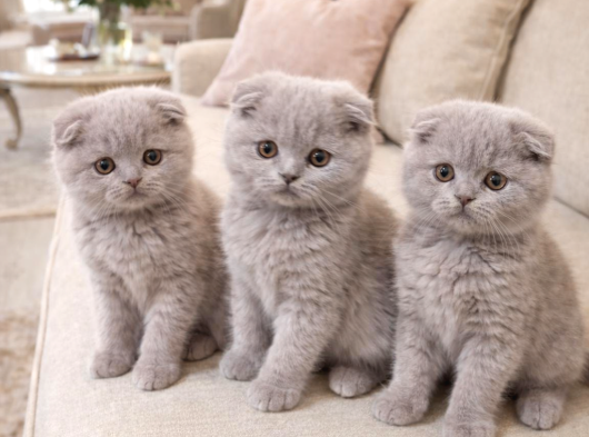 Türkiyenin En Güzel Ayı Surat Scottish Fold Bebeği görsel