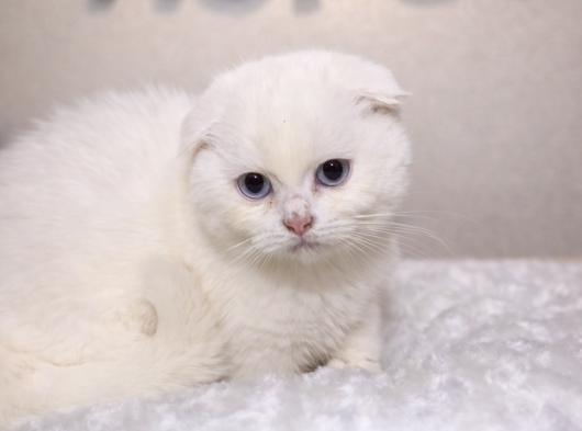 Mükemmel Beyaz Ayı Sürat Scottish Fold Yavrumuz
