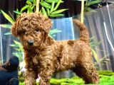 Poodle Yavrularimiz Hazir Her Renk Mevcut