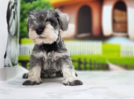 Irkının En Özel Yavruları Minyatür Schnauzer görsel