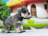 Irkının En Özel Yavruları Minyatür Schnauzer