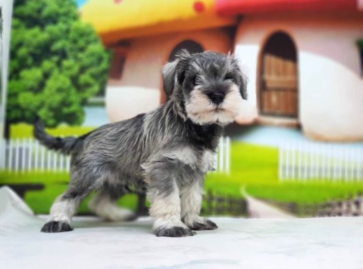 Irkının En Özel Yavruları Minyatür Schnauzer görsel