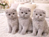 Türkiyenin En Güzel Ayı Surat Scottish Fold Bebeği