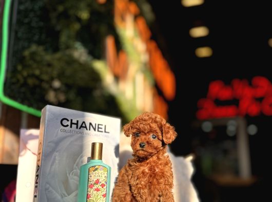 Teacup Poodle Yavrular görsel