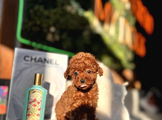 Teacup Poodle Yavrular