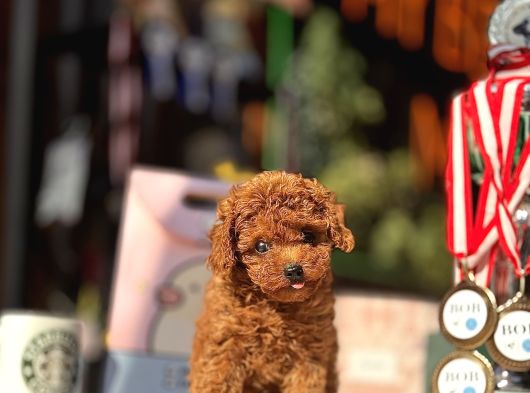 Red Brown Teacup Poodle Yavrular görsel