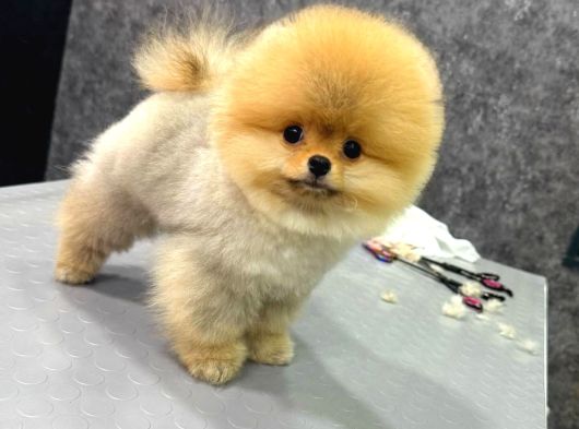 Ayıcık Yavrular Boo görsel