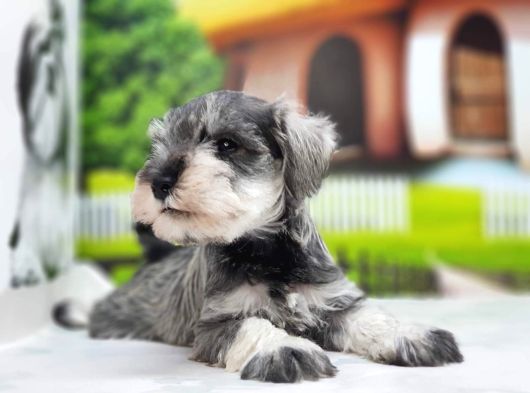 Irkının En Özel Yavruları Minyatür Schnauzer görsel