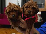 Kore Teacup Babadan Teacup Poodle Bebekler
