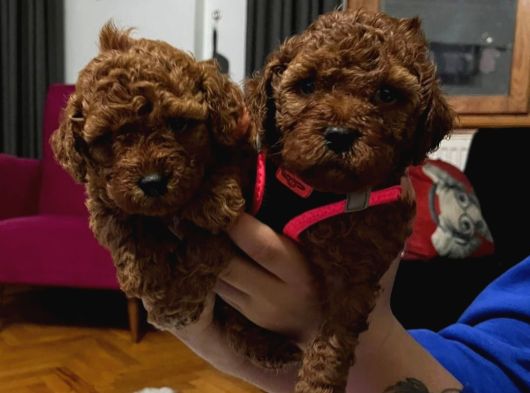 Kore Teacup Babadan Teacup Poodle Bebekler görsel
