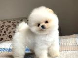 Baby Face Pomeranian Boo Bebekler Mağazamızdan Sizlerle