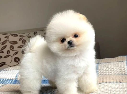 Baby Face Pomeranian Boo Bebekler Mağazamızdan Sizlerle
